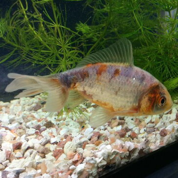 銀鱗三色和金 約10から12cm前後 1匹/金魚 生体 埼玉産 荻野養魚場産 珍しい 淡水