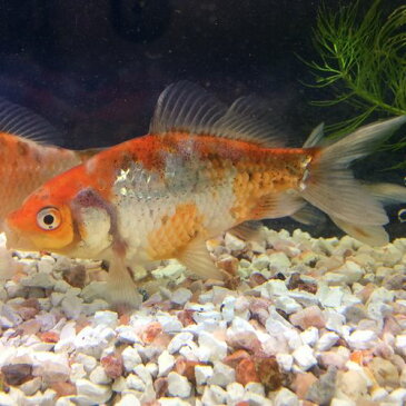 銀鱗三色和金 約10から12cm前後 1匹/金魚 生体 埼玉産 荻野養魚場産 珍しい 淡水