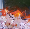 金魚ミックス(小)2から3cm前後 訳あり3匹 死着保証外 送料無料 (九州、北海道調整金あり)金魚 生体 お任せ 埼玉産 淡水魚 観賞魚 色々 赤 更紗 白 ...