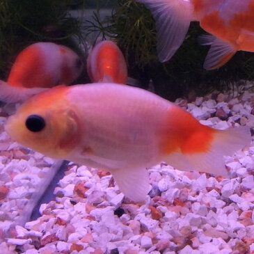 桜錦 約6cm前後 2匹 /金魚 生体 淡水観賞魚 埼玉産 らんちゅう