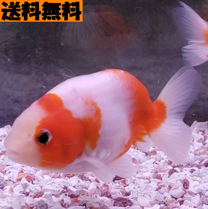 桜錦（赤、更紗）1匹 送料無料 金魚