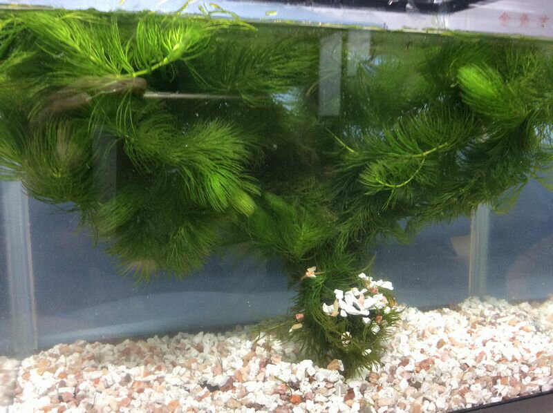 水草 マツモ　20本 送料無料 国産 無農薬 めだか 金魚藻 鑑賞