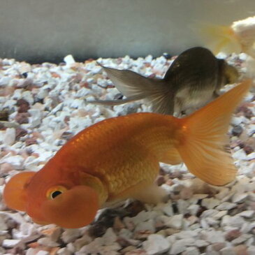 水泡眼(赤) 5〜6cm前後 2匹/金魚 生体 木村養魚場産 埼玉産 観賞魚 赤 茶 色はお任せ