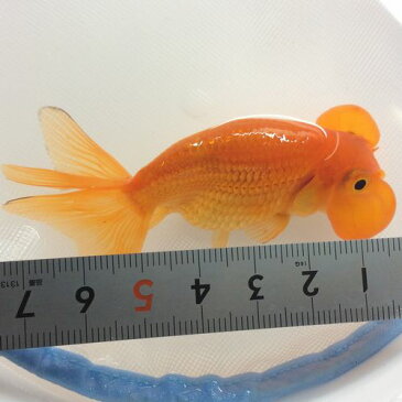 水泡眼(赤) 5〜6cm前後 2匹/金魚 生体 木村養魚場産 埼玉産 観賞魚 赤 茶 色はお任せ
