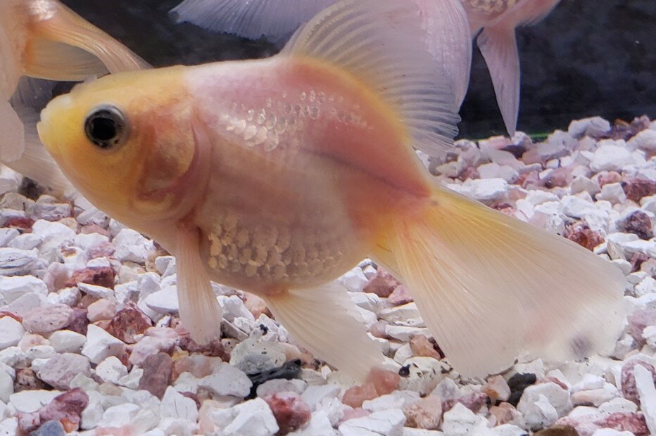 ミルク琉金　3cm前後　 5匹　金魚　生体　白　ホワイト ミルク（九州、北海道地域は調整金あり2日間配送死着保証外）観賞魚 飼育 淡水魚 アクアリウム 色彩 癒し 人気　珍しい　希少のサムネイル