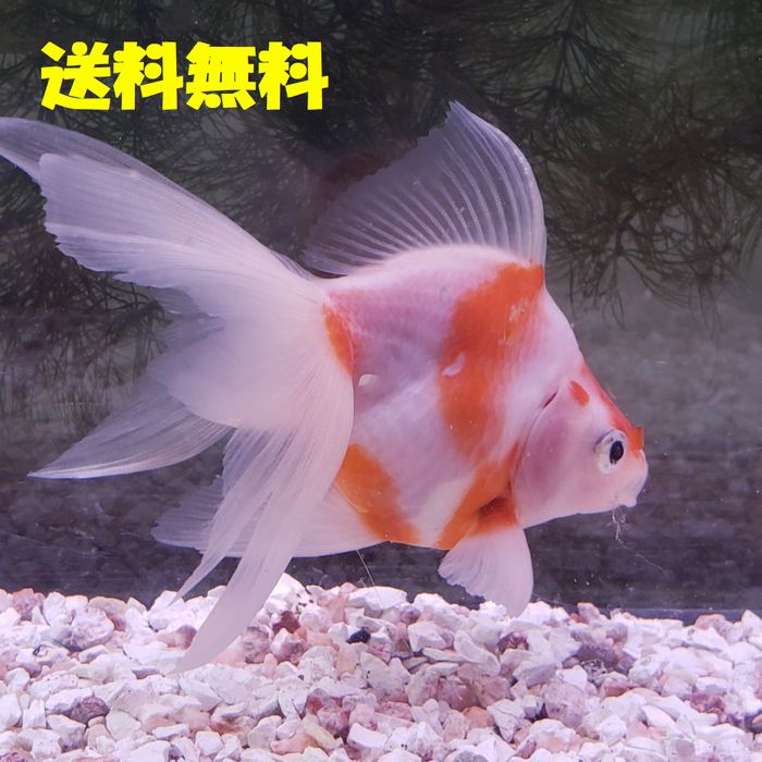 桜琉金　約8から10cm前後 1匹 送料無料 （九州、北海道地域配送調整金あり）（2日間配送死着保証 ...