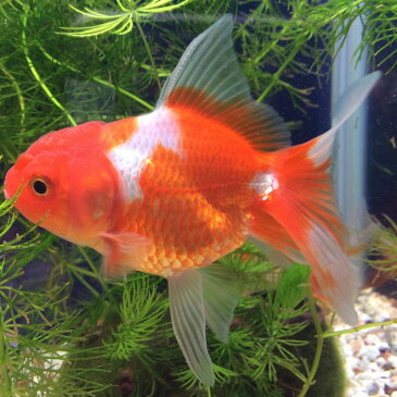 オランダシシガシラ 1匹/金魚 生体 平賀養魚場産 埼玉