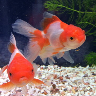 オランダシシガシラ 1匹/金魚 生体 平賀養魚場産 埼玉