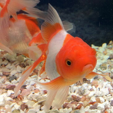 オランダシシガシラ 1匹/金魚 生体 平賀養魚場産 埼玉