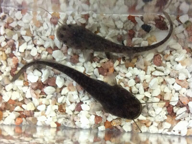 楽天市場 ナマズ 8cm前後 1匹 なまず 生体 淡水魚 埼玉産 養殖 金魚めだかのらん丸 みんなのレビュー 口コミ 楽天市場 ナマズ 8cm前後 1匹 なまず 生体 淡水魚 埼玉産 養殖 金魚めだかのらん丸 みんなのレビュー 口コミ