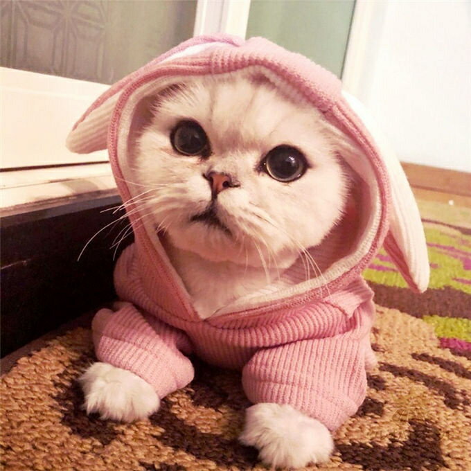 犬服 猫服 パーカー ニット ドッグウェア キャットウェア ウサギの耳 厚手 ペット用品 ペットグッズ 小型犬 中型犬 抜け毛防止 フード付き かわいい 防寒 秋冬物 新作 送料無料