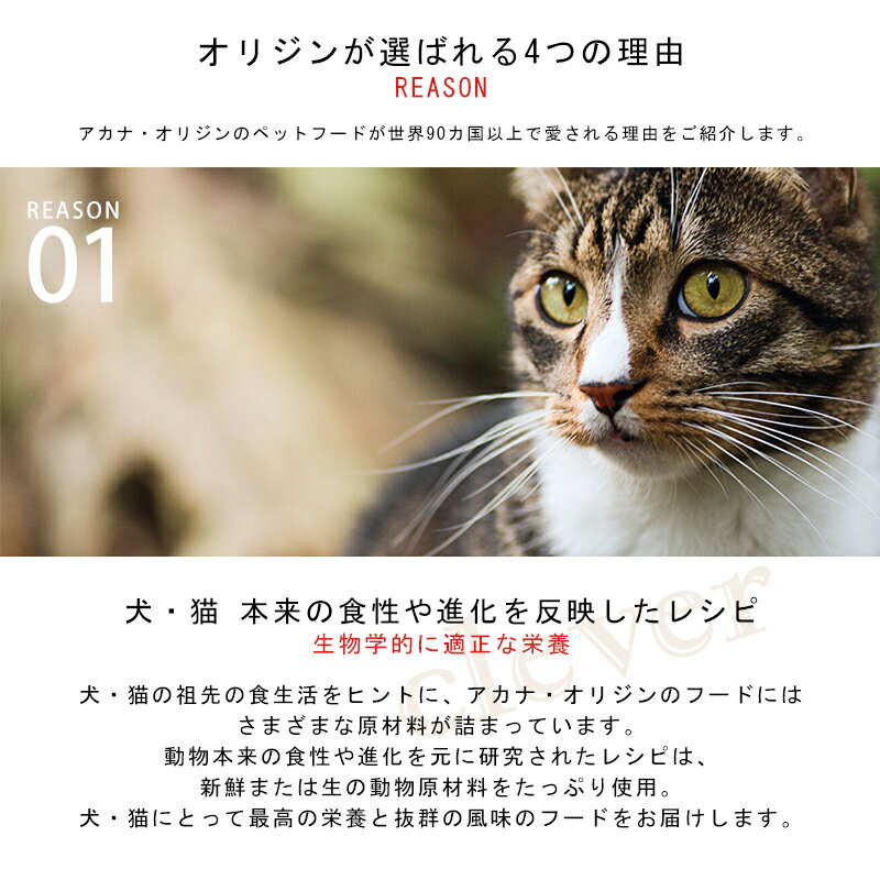 オリジン ORIJEN ドライ パピー 子犬 仔犬 成長期 幼犬 ドッグフード 低炭水化物 必須脂肪酸 タンパク質 ビタミン ミネラル 鶏 七面鳥 天然魚 平飼い卵 PUPPY Dog
