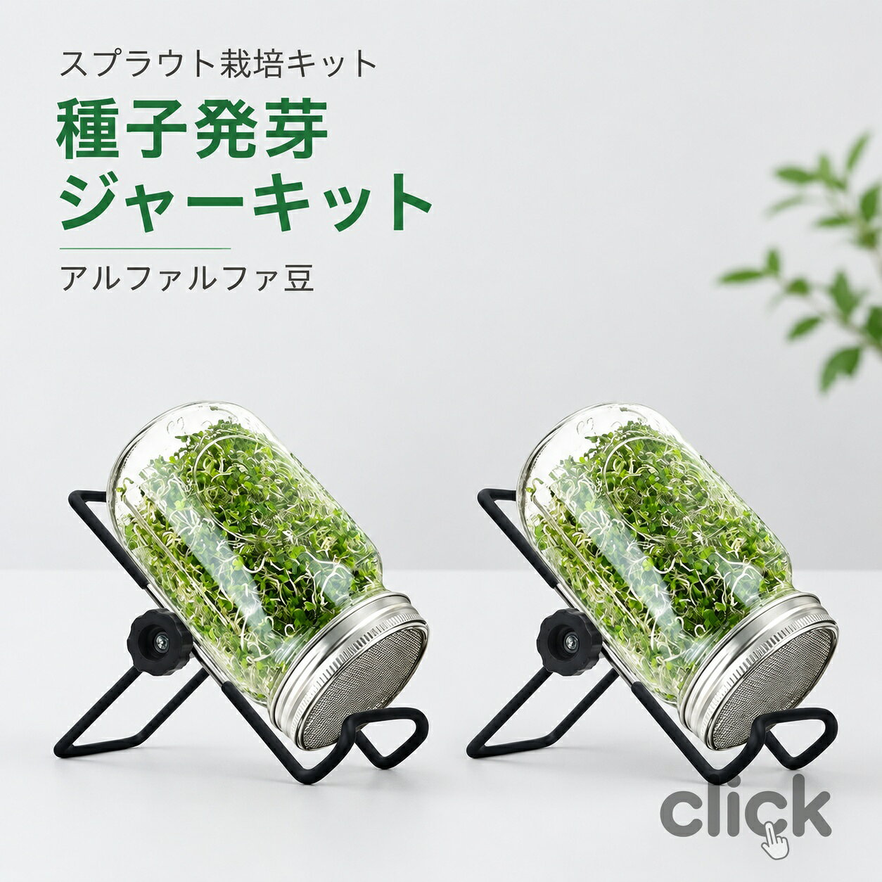 スプラウト栽培キット 種子発芽ジャーキット 種子発芽成長セット ブロッコリースプラウト アルファルファ豆種子対応 大型広口メイソンジ