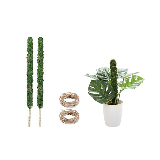 【Charming Club】園芸支柱 モンステラ観葉植物 ポトス ヘゴ ココスティック 支柱 植物サポート つる性植物 ガーデニング支柱 花ささえ フラワースタンド (70cm*2) 【Charming Club】園芸支柱 モンステラ観葉植物 ポトス ヘゴ ココスティック 支柱 植物サポート つる性植物 ガーデニング支柱 花ささえ フラワースタンド (70cm*2)