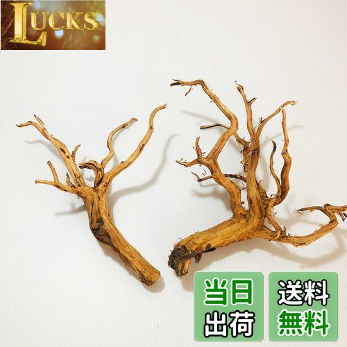 【送料無料】Goldlife 流木 中 Mサイズ 2本セット スマトラウッド インドネシア産 枝流木 アクアリウム テラリウム 水草水槽レイアウト 生け花 スケ...