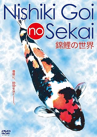 Rakuten - [新品]錦鯉の世界 [DVD]