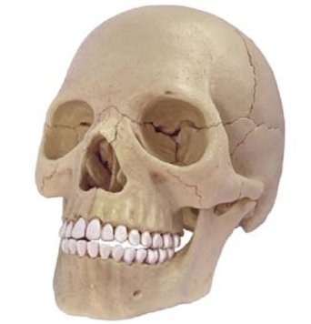 立体パズル 4D VISION 人体解剖 No.23 1/2 頭蓋骨解剖モデル　青島文化教材社