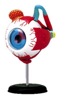 スカイネット 立体パズル 4D VISION 人体解剖 No.02 眼球解剖モデル　青島文化教材社
