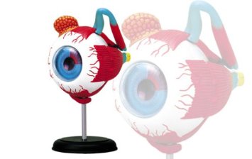 �������ͥå� Ω�Υѥ��� 4D VISION ���β�˶ No.02 ����˶��ǥ롡����ʸ�������