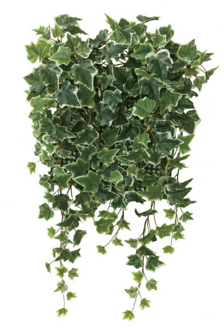 商品名 壁面緑化斑入アイビ− サイズ W50×D20×H65cm 生産国 日本 加工 光触媒加工（V-CAT） 説明 酸化チタン光触媒は、植物の葉緑素が光のエネルギーを使って二酸化炭素を酸素に変えるように、太陽の光や可視光（屋内の目に見える...