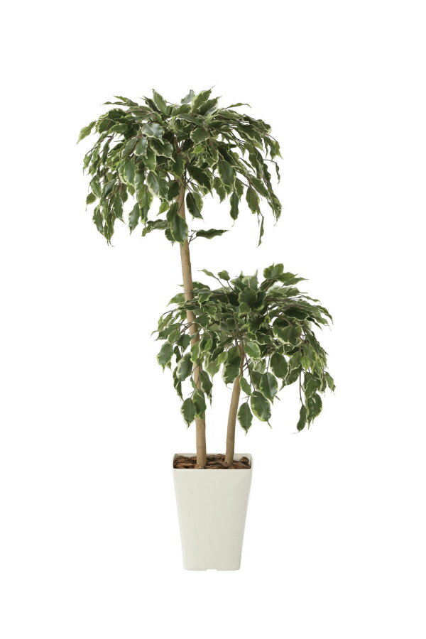 《アートグリーン》《人工観葉植物》光触媒 光の楽園 ゴールデンフィカスダブル1.2