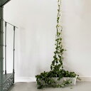 botanopia ボタノピア つる用サポート ブラス 1個植物支柱 植物用支柱 植物サポート 園芸支柱 植物用くい 杭 誘引 支え 支柱立て チェーン チェーン支柱 長さ調整 つる性植物 園芸 真鍮 ゴール…