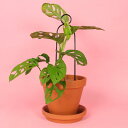 botanopia(ボタノピア) 植物用くい ミニ ポンポン 1個 ゴールデン/ブラック植物支柱 小さめ 小さい 小さい鉢 植物用支柱 植物サポート 園芸支柱 植物用くい 誘引 支え 支柱立て 園芸 室内 屋外 バルコニー ベランダ アルミ支柱 ガーデニング用品 インテリア 海外雑貨