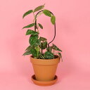 botanopia(ボタノピア) 植物用くい ミニ フープ 1個 ゴールデン/ブラック植物支柱 小さめ 小さい 小さい鉢 植物用支柱 植物サポート 園芸支柱 植物用くい 誘引 支え 支柱立て 園芸 室内 屋外 バルコニー ベランダ アルミ支柱 ガーデニング用品 インテリア 海外雑貨 その1