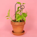 botanopia(ボタノピア) 植物用くい ミニ バンプ 1個 ゴールデン/ブラック植物支柱 小さめ 小さい 小さい鉢 植物用支柱 植物サポート 園芸支柱 植物用くい 誘引 支え 支柱立て 園芸 室内 屋外 バルコニー ベランダ アルミ支柱 ガーデニング用品 インテリア 海外雑貨