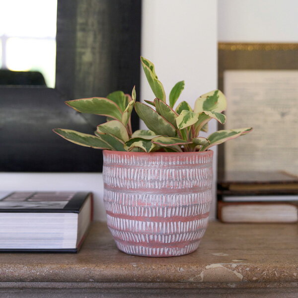 D&M(ディーアンドエム) トライバルポット Ф14 グレー/コーラル 4号 鉢カバー 鉢 鉢ポット フラワーポット ラウンドポット カバー 底穴なし おしゃれ セメント鉢 セメント鉢カバー プランター 室内 植物 観葉植物 ガーデニング グッズ インテリアのサムネイル