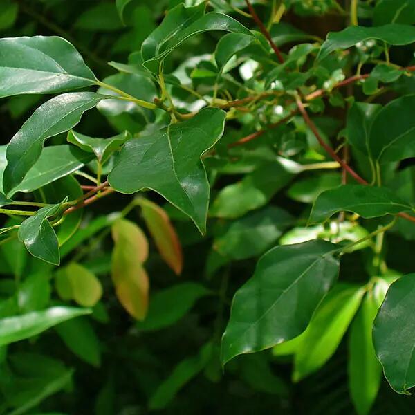 精油 レモン 10ml ケモタイプ エッセンシャルオイル