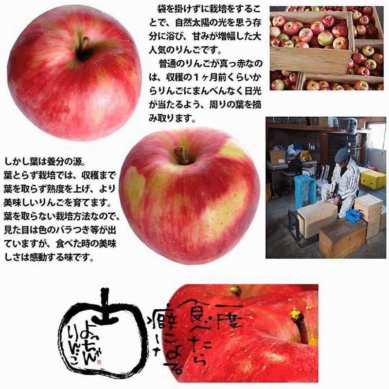 マンゴーピューレ 志立 500g 2箱セット マンゴー フィリピン産 果肉