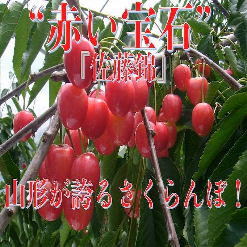 さくらんぼ 期間限定予約販売 佐藤錦 ご家庭用 3Kg /箱　M〜Lサイズ混合　山形県産...