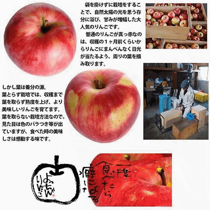 りんご 果物 青森県津軽産りんご【葉とらずサンふじ】優品 5Kg/箱【送料無料】