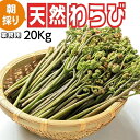 予約受付中 天然山菜 天然生わらび/20Kg 業務用 自然の恵み 送料無料