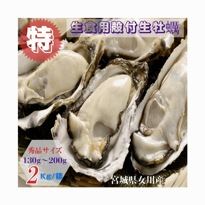 Rakuten - 牡蠣 特別価格提供 生食用 宮城県女川雄勝産 殻付き生牡蠣 秀品サイズ 2kg /箱 産地直送 送料無料 オススメ