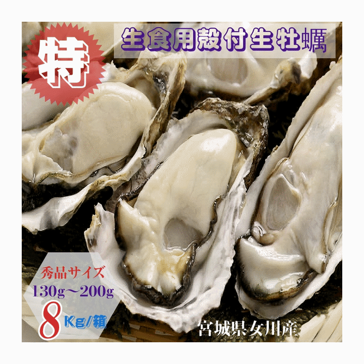 乐天商城 - 牡蠣 特別価格提供 生食用 宮城県女川雄勝産 殻付き生牡蠣 秀品サイズ 8kg /箱 産地直送 送料無料 オススメ
