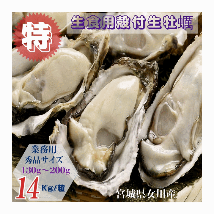 乐天商城 - 牡蠣 特別価格提供 生食用 業務用 宮城県女川雄勝産 殻付き生牡蠣 秀品サイズ 14kg /箱 産地直送 送料無料 オススメ