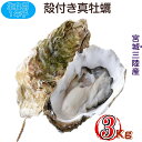 宮城県三陸・牡鹿半島産 生食用 殻付き生牡蠣 一年子 3kg /箱 温湯処理 産地直送 送料無料