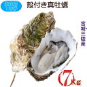 宮城県三陸・牡鹿半島産 生食用 殻付き生牡蠣 一年子 7kg /箱 温湯処理 産地直送 送料無料