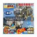 宮城県三陸・牡鹿半島産 加熱用 殻付き生牡蠣:一年子 6kg /箱 産地直送 送料無料