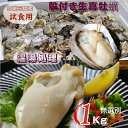 牡蠣 試食し用 宮城県三陸・牡鹿半島産 温湯処理用 無選別殻付き生牡蠣 1kg /箱 産地直送 送料無料