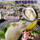 牡蠣 宮城県三陸牡鹿半島産 温湯処理 殻付き生牡蠣 12kg /箱 無選別 産地直送 送料無料