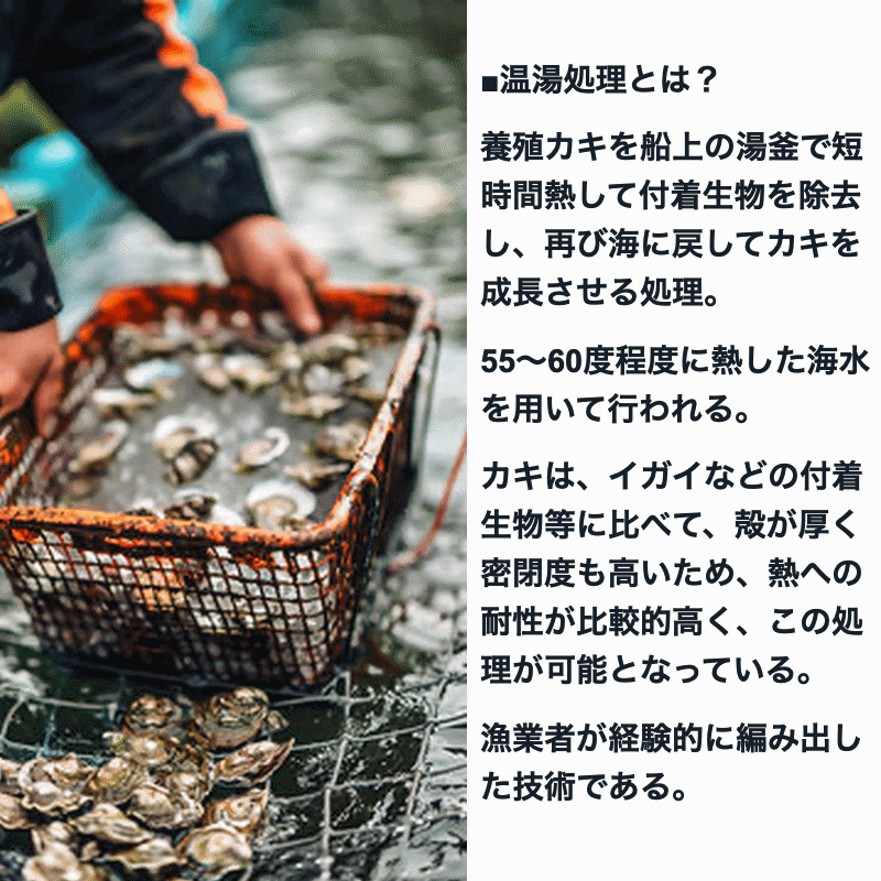 牡蠣 宮城県三陸牡鹿半島産 温湯処理 殻付き生牡蠣 6kg /箱 無選別 産地直送 送料無料