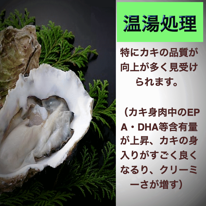 牡蠣 宮城県三陸牡鹿半島産 温湯処理 殻付き生牡蠣 6kg /箱 無選別 産地直送 送料無料