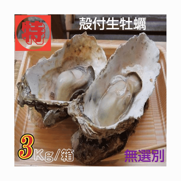Rakuten - 牡蠣 特別価格提供 生食用 宮城県女川雄勝産 殻付き生牡蠣 無選別 3kg /箱 産地直送 送料無料 売れ筋