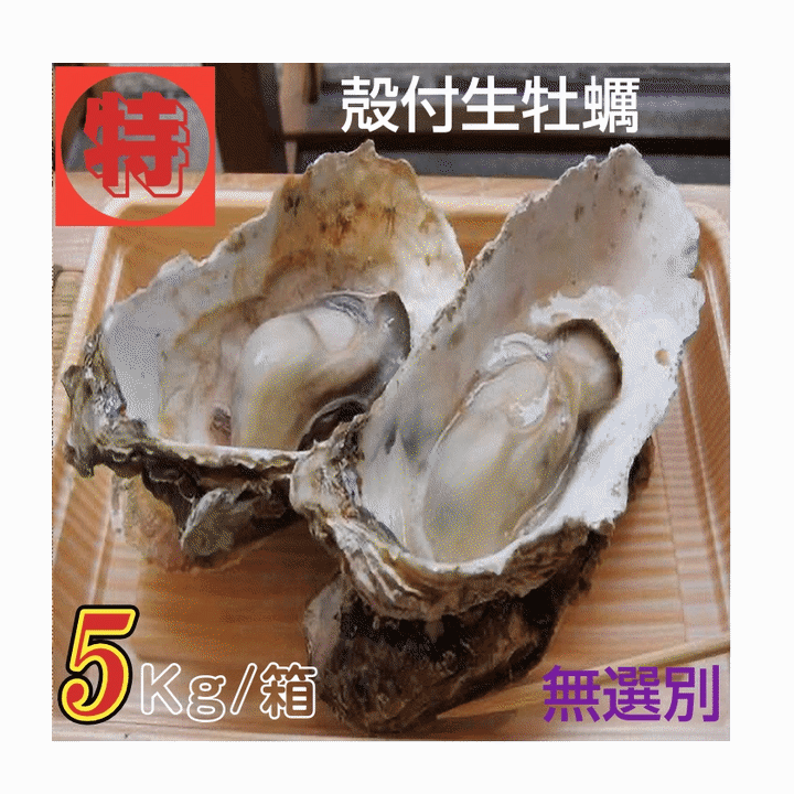 Rakuten - 牡蠣 特別価格提供 生食用 宮城県女川雄勝産 殻付き生牡蠣 無選別 5kg /箱 産地直送 送料無料 売れ筋
