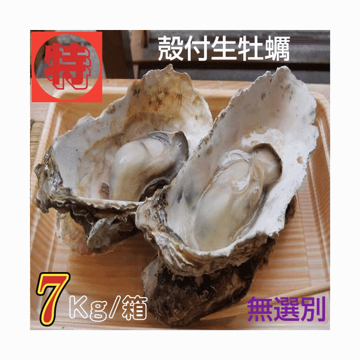 Rakuten - 牡蠣 特別価格提供 生食用 宮城県女川雄勝産 殻付き生牡蠣 無選別 7kg /箱 産地直送 送料無料 売れ筋