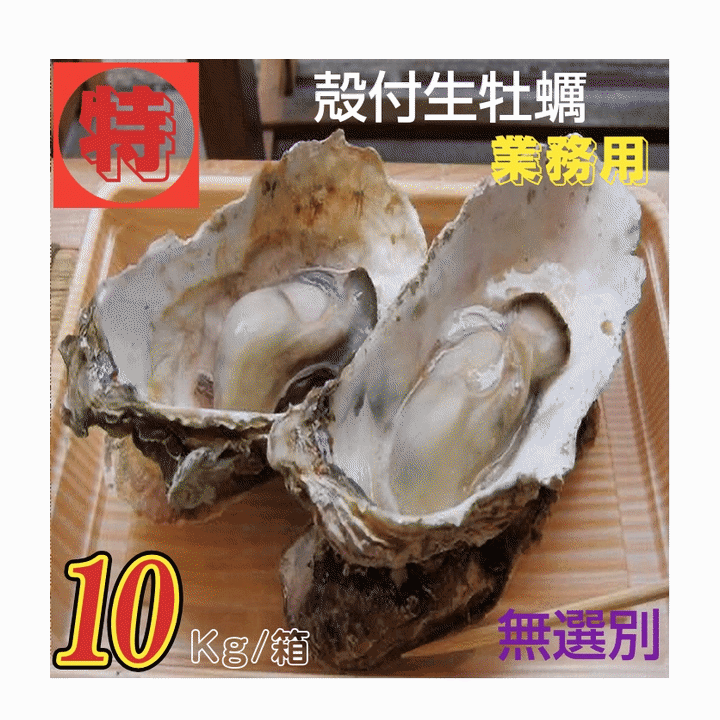 Rakuten - 牡蠣 特別価格提供 生食用 業務用 宮城県女川雄勝産 殻付き生牡蠣 無選別 10kg /箱 産地直送 送料無料 売れ筋