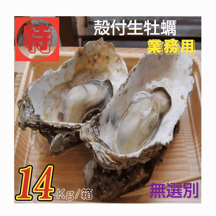 Rakuten - 牡蠣 特別価格提供 生食用 業務用 宮城県女川雄勝産 殻付き生牡蠣 無選別 14kg /箱 産地直送 送料無料 売れ筋
